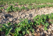 Preparaty mikrobiologiczne, a poprawa właściwości gleby