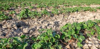 Preparaty mikrobiologiczne, a poprawa właściwości gleby