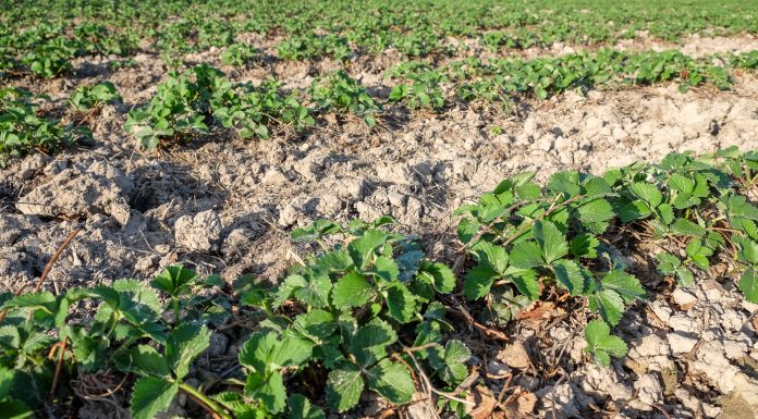 Preparaty mikrobiologiczne, a poprawa właściwości gleby