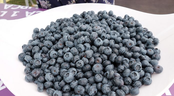 Borówki – prawdziwie polskie owoce