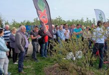 Borówki – szybki start wiosną. Co dalej?