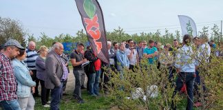 Borówki – szybki start wiosną. Co dalej?