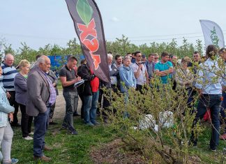 Borówki – szybki start wiosną. Co dalej?