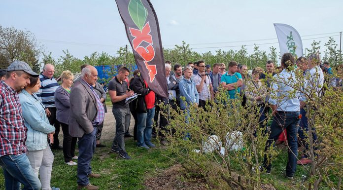 Borówki – szybki start wiosną. Co dalej?