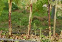 Technologia ochrony malin przed chorobami – MF 2018