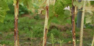 Technologia ochrony malin przed chorobami – MF 2018