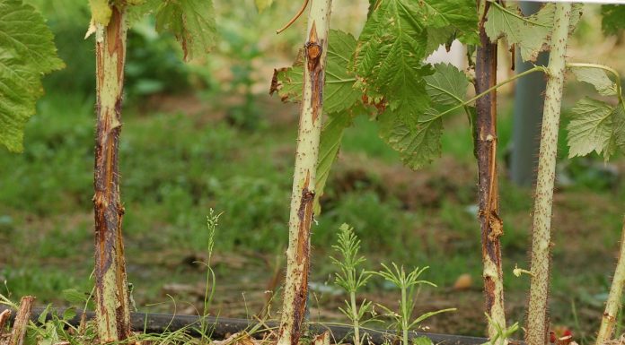 Technologia ochrony malin przed chorobami – MF 2018