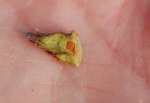 Początek wegetacji malin w tunelu – odmiany „letnie”