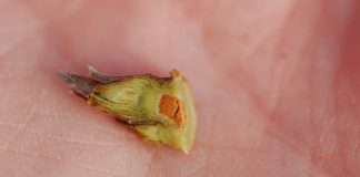 Początek wegetacji malin w tunelu – odmiany „letnie”