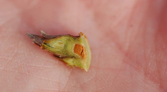 Początek wegetacji malin w tunelu – odmiany „letnie”