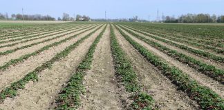 Różne systemy uprawy truskawek