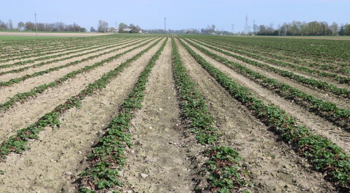 Różne systemy uprawy truskawek