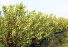 Jagoda kamczacka – pełnia kwitnienia