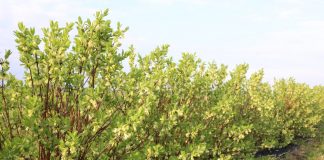 Jagoda kamczacka – pełnia kwitnienia