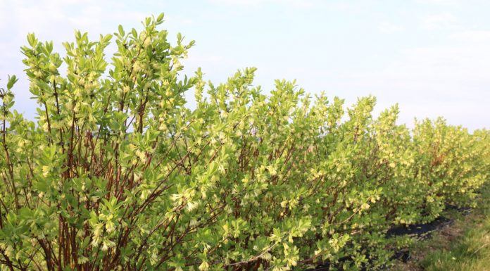 Jagoda kamczacka – pełnia kwitnienia