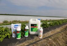 Tiosiarczan wapnia i nawozy z serii ASX w uprawie malin