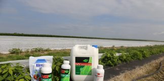 Tiosiarczan wapnia i nawozy z serii ASX w uprawie malin