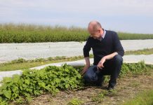 Nowatorsko o nawożeniu malin w uprawie polowej