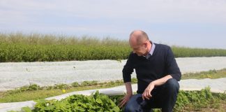 Nowatorsko o nawożeniu malin w uprawie polowej