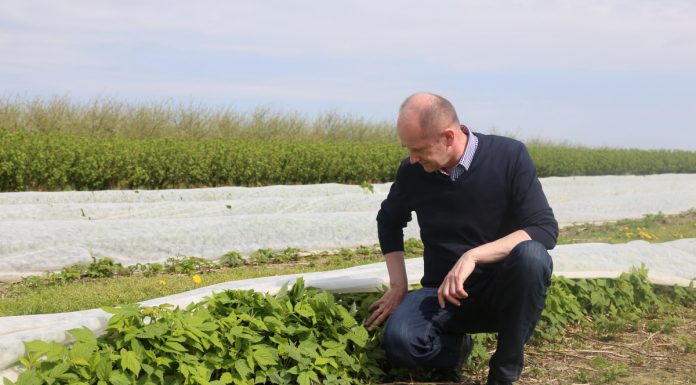 Nowatorsko o nawożeniu malin w uprawie polowej
