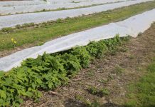 Wiosenne okrywanie malin białą agrowłókniną