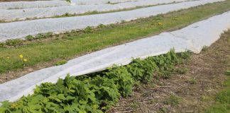 Wiosenne okrywanie malin białą agrowłókniną