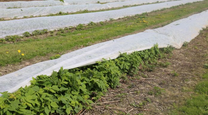 Wiosenne okrywanie malin białą agrowłókniną