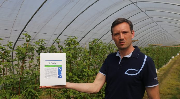 Celowane rozwiązanie do zwalczania chorób malin