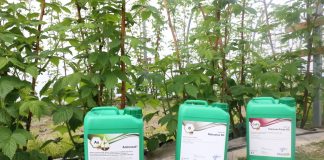 Trzy produkty dla malin