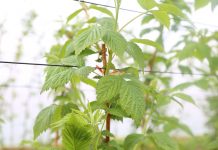 Nowa koncepcja ochrony biologicznej malin