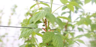 Nowa koncepcja ochrony biologicznej malin