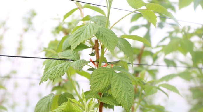 Nowa koncepcja ochrony biologicznej malin