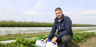 Nawożenie malin na plantacji polowej – biostymulacja się sprawdza