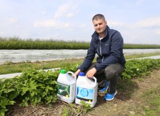 Nawożenie malin na plantacji polowej – biostymulacja się sprawdza
