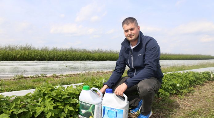 Nawożenie malin na plantacji polowej – biostymulacja się sprawdza