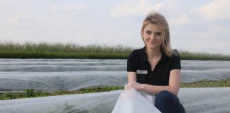 Nowe rodzaje włóknin w uprawie malin