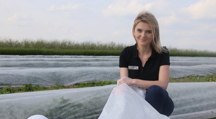 Nowe rodzaje włóknin w uprawie malin