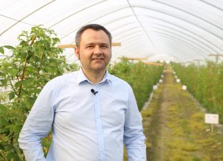Praktyczne rekomendacje dotyczące nawożenia malin