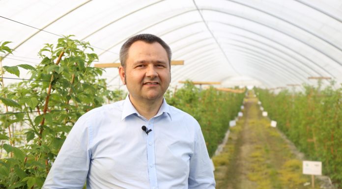 Praktyczne rekomendacje dotyczące nawożenia malin