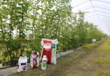 Nowy program nawożenia malin w tunelu