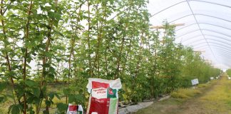 Nowy program nawożenia malin w tunelu
