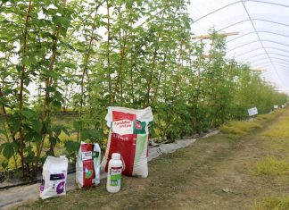 Nowy program nawożenia malin w tunelu
