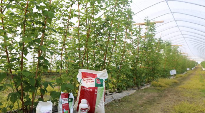 Nowy program nawożenia malin w tunelu