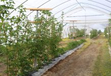 Malinowe Factory – przygotowania do sezonu 2018