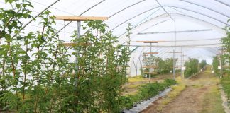 Malinowe Factory – przygotowania do sezonu 2018