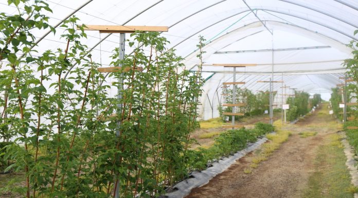 Malinowe Factory – przygotowania do sezonu 2018