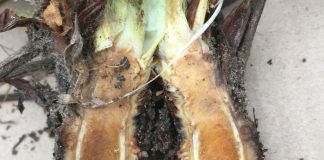 Wiosenne przymrozki. Co w 2018 roku?