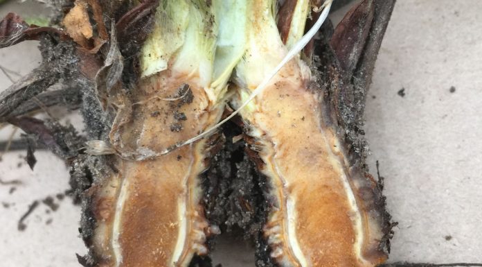 Wiosenne przymrozki. Co w 2018 roku?