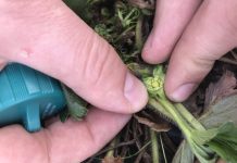 Ważne na początku wzrostu truskawek