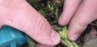 Ważne na początku wzrostu truskawek